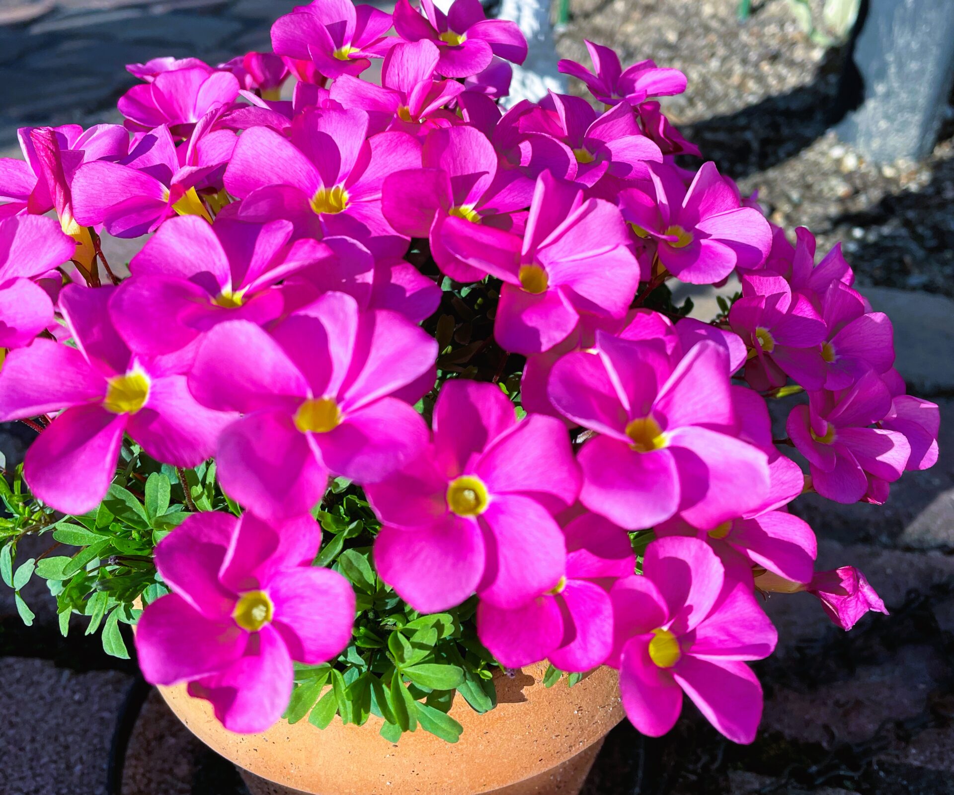 虫のつかない植物 花 木 アンブログ 虫の苦手なアンの庭