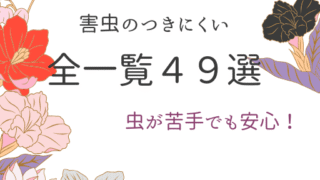 虫が苦手でも安心！おしゃれで育てやすい植物４９選【初心者OK】