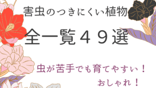 虫が苦手でも安心！おしゃれで育てやすい植物４９選【初心者OK】