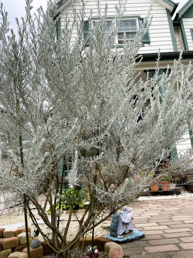 エレモフィラニベア 虫 地植え 育て方 | アンブログ｜虫の苦手なアンの庭