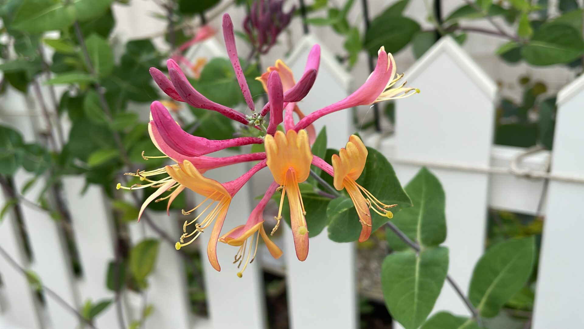 【ハニーサックル】花付きが良いのはこっちの品種だな｜庭記録vol.13