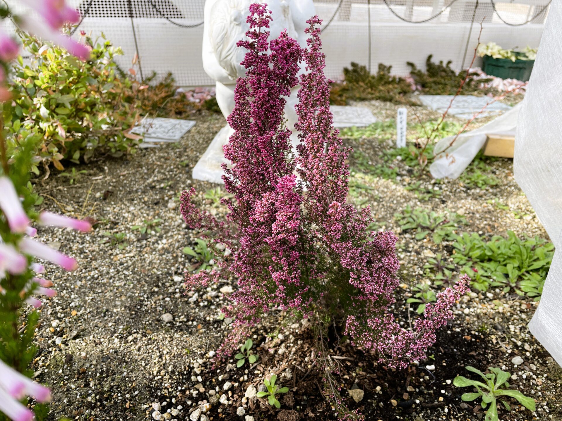 アワユキエリカの育て方と成長記録(地植え)|虫がつきにくい植物図鑑23 | アンブログ|虫の苦手なアンの庭