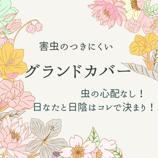 【グランドカバー特集】虫が苦手でも安心！虫がつかないおすすめグランドカバー【育てやすい】