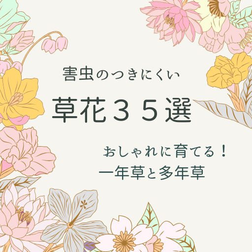 虫が苦手でも安心！おしゃれで育てやすい草花３５選【一年草・多年草】