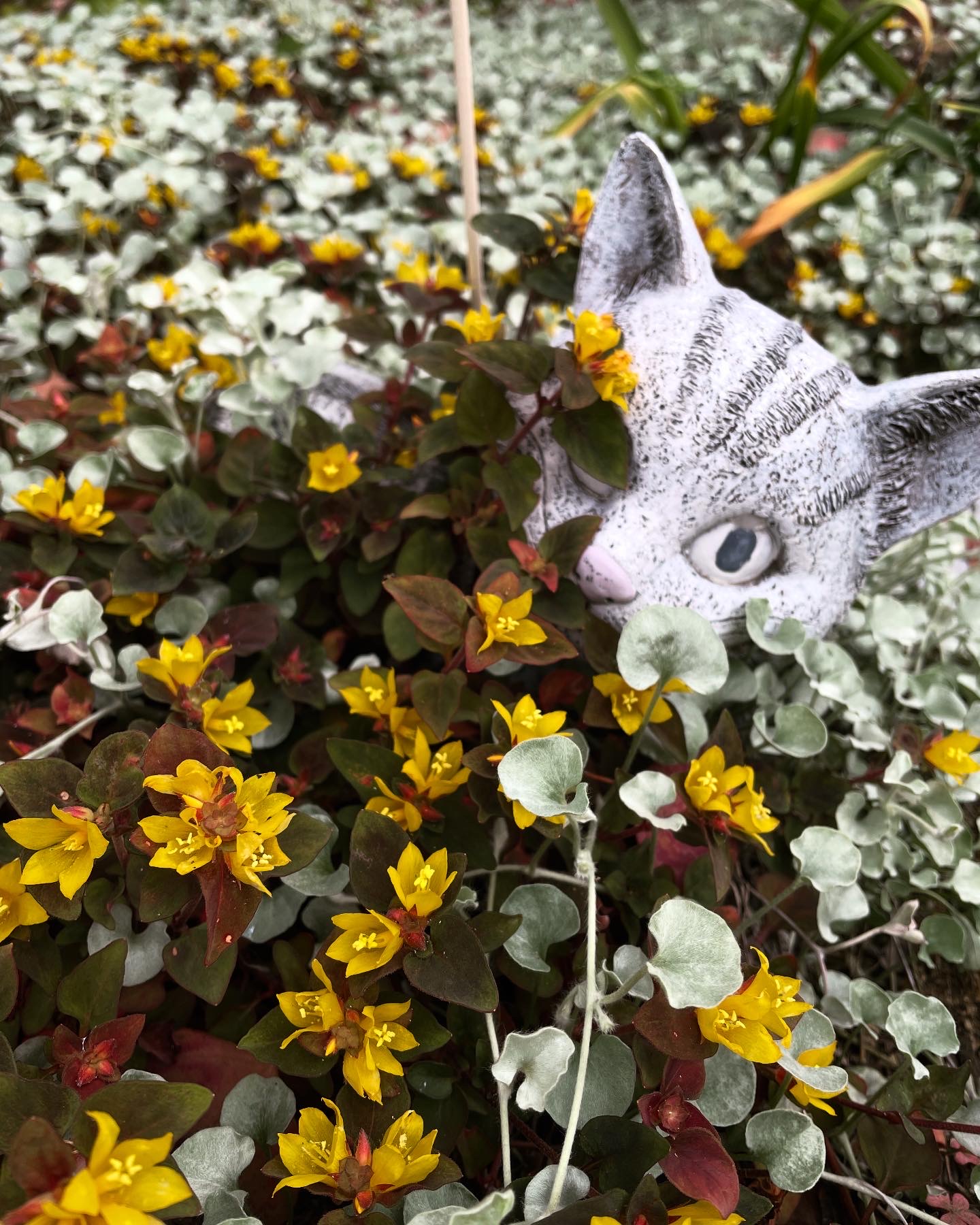 ほったらかしで咲く初夏の花-８選【虫のつきにくい花】