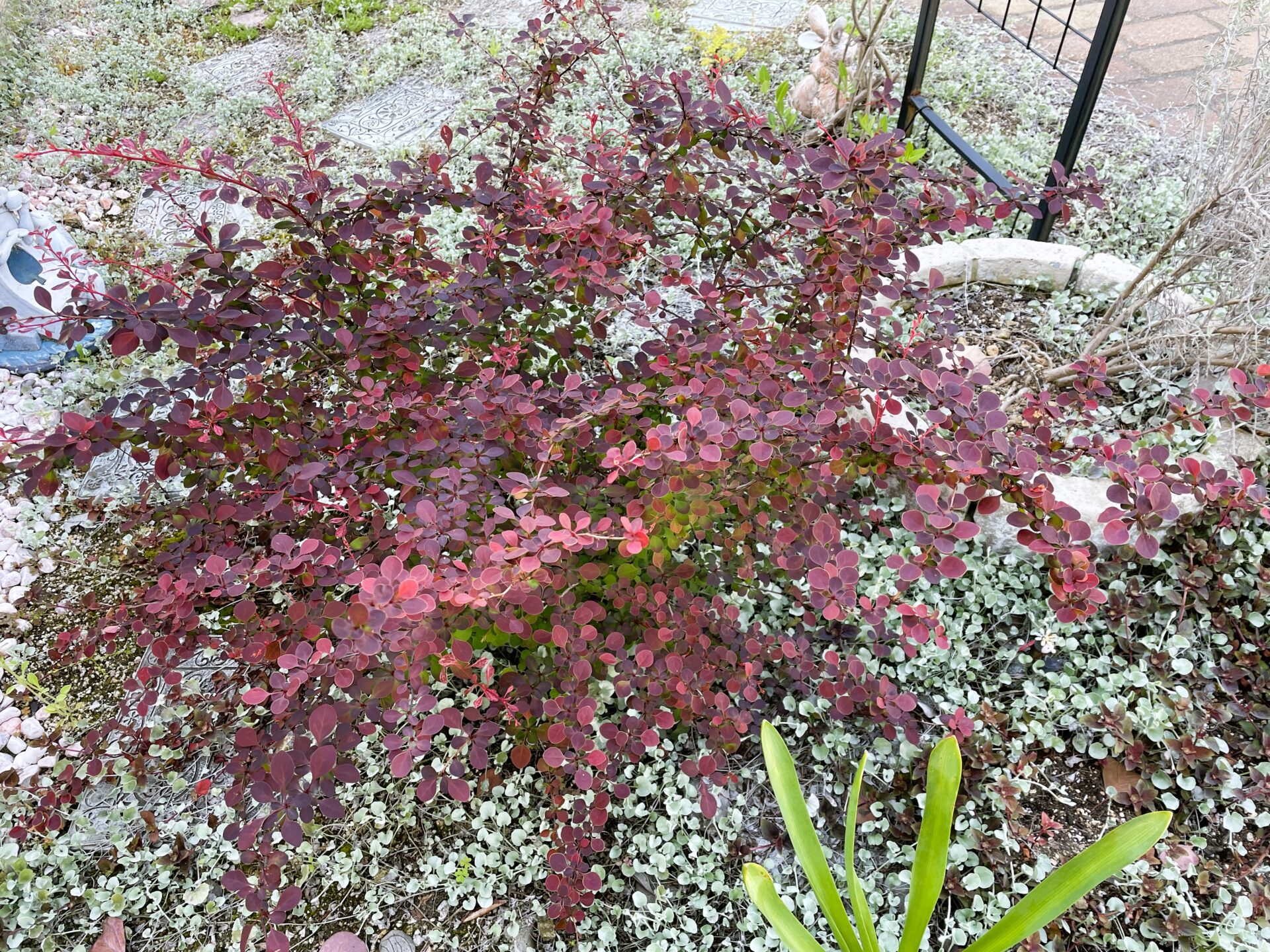 【害虫のつきにくい植物４８】メギ ‘ローズグロー’ 育て方・成長記録（地植え）