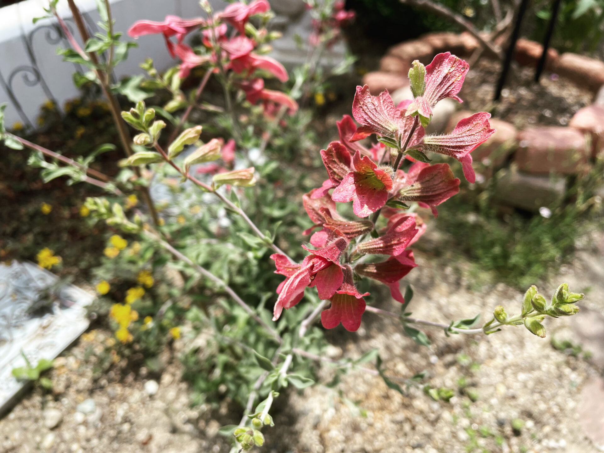 虫がつきにくい植物図鑑50｜ラスティーセージを地植えで楽しむ育て方と魅力
